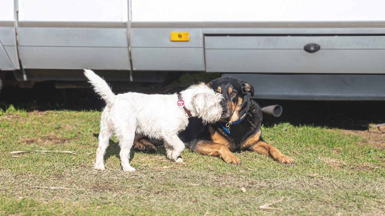 I campeggi che accettano i cani: cosa li caratterizza e dove si possono trovare