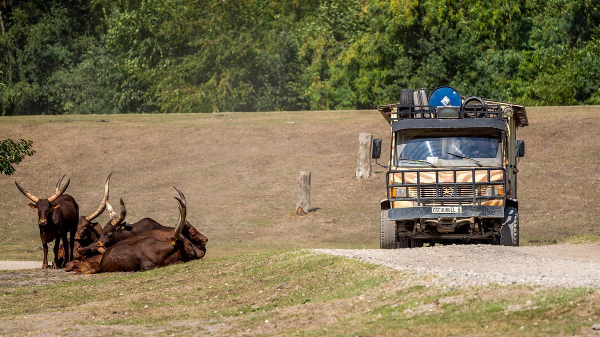 Campeggio nei parchi a tema: divertimento per tutta la famiglia 11 Un safari nel Serengeti durante il campeggio del parco a tema in Germania