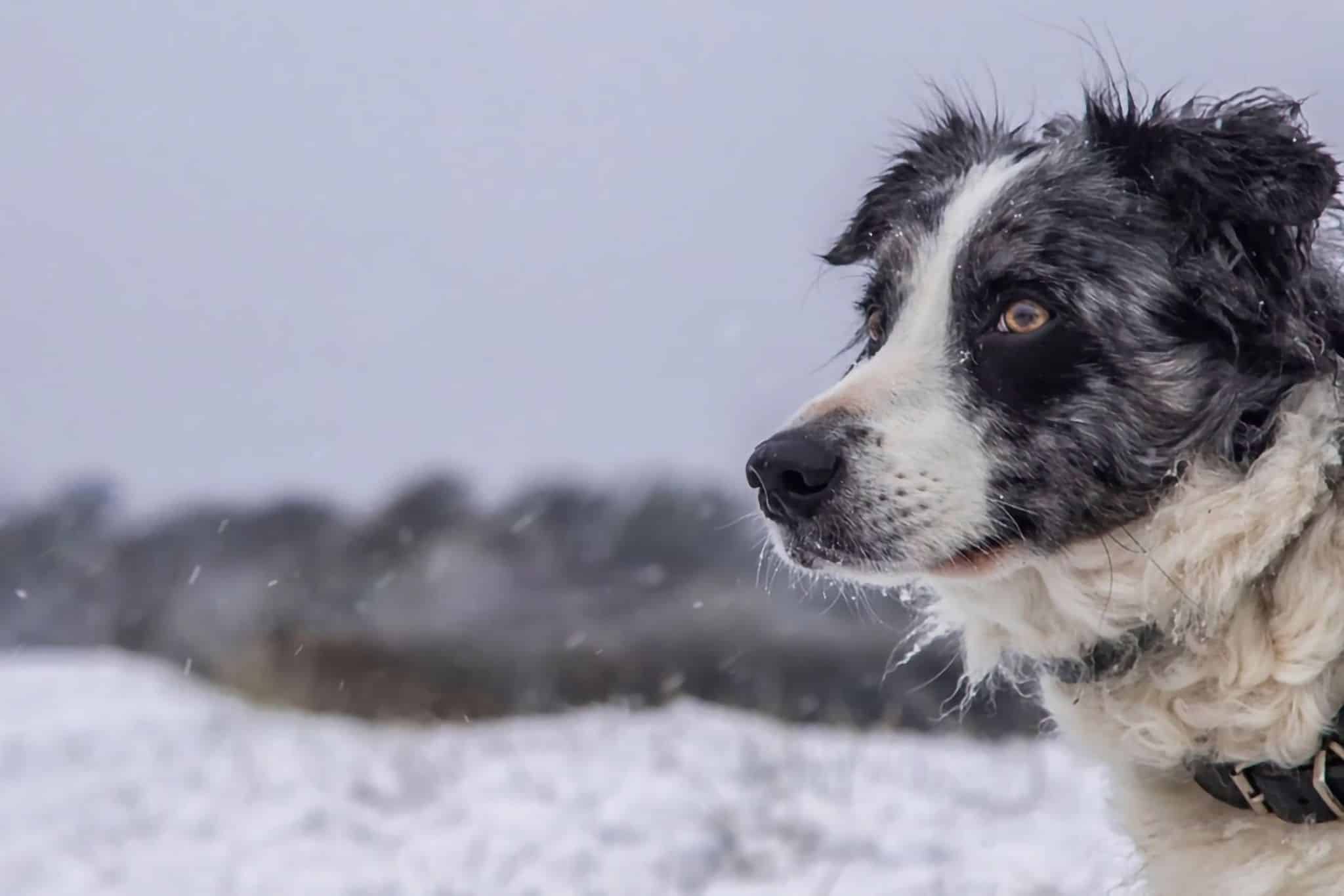 Campeggio invernale con il cane: consigli, attrezzature e destinazioni per il campeggio sulla neve