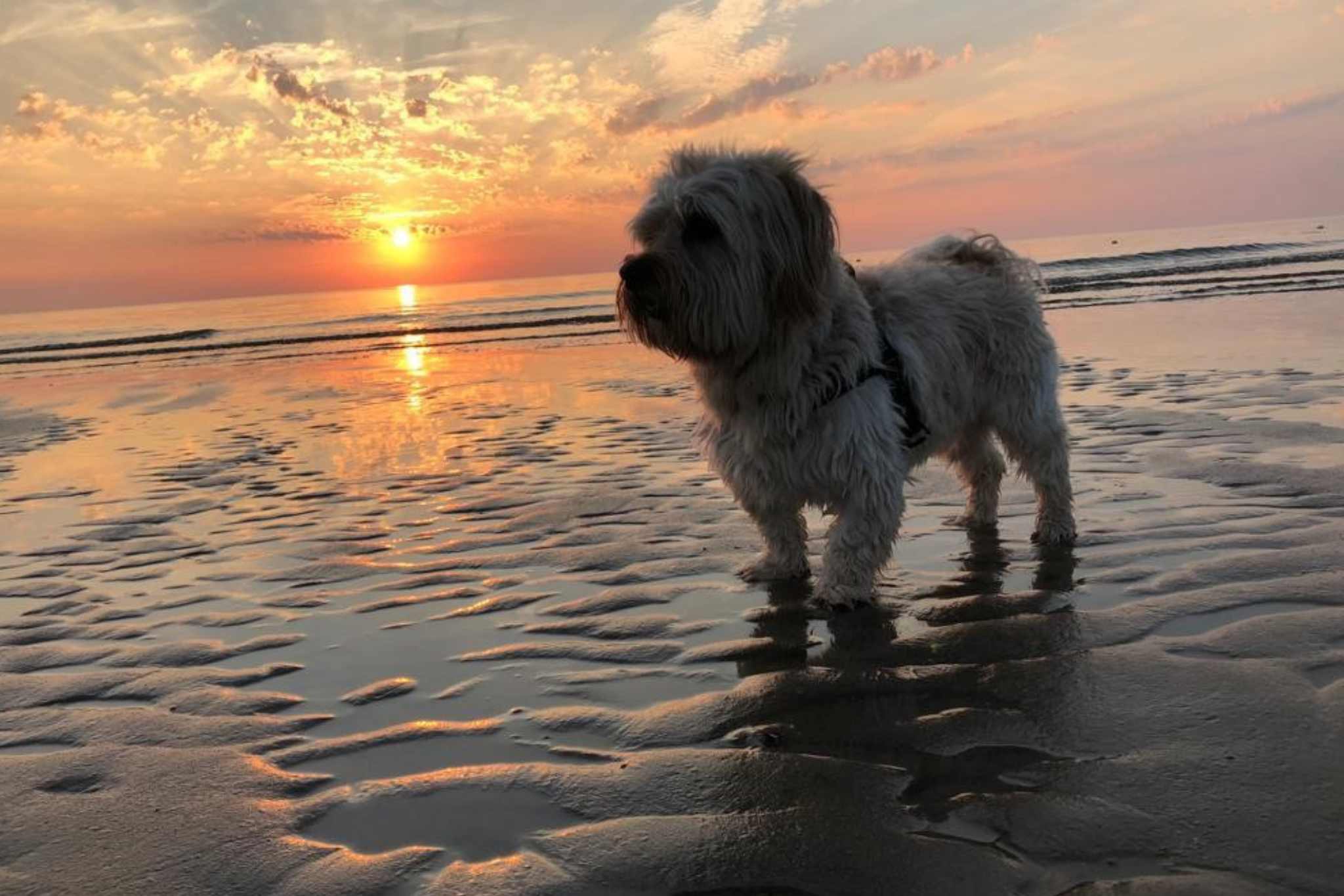 De Nollen Dog di Vakantiepark De Nollen