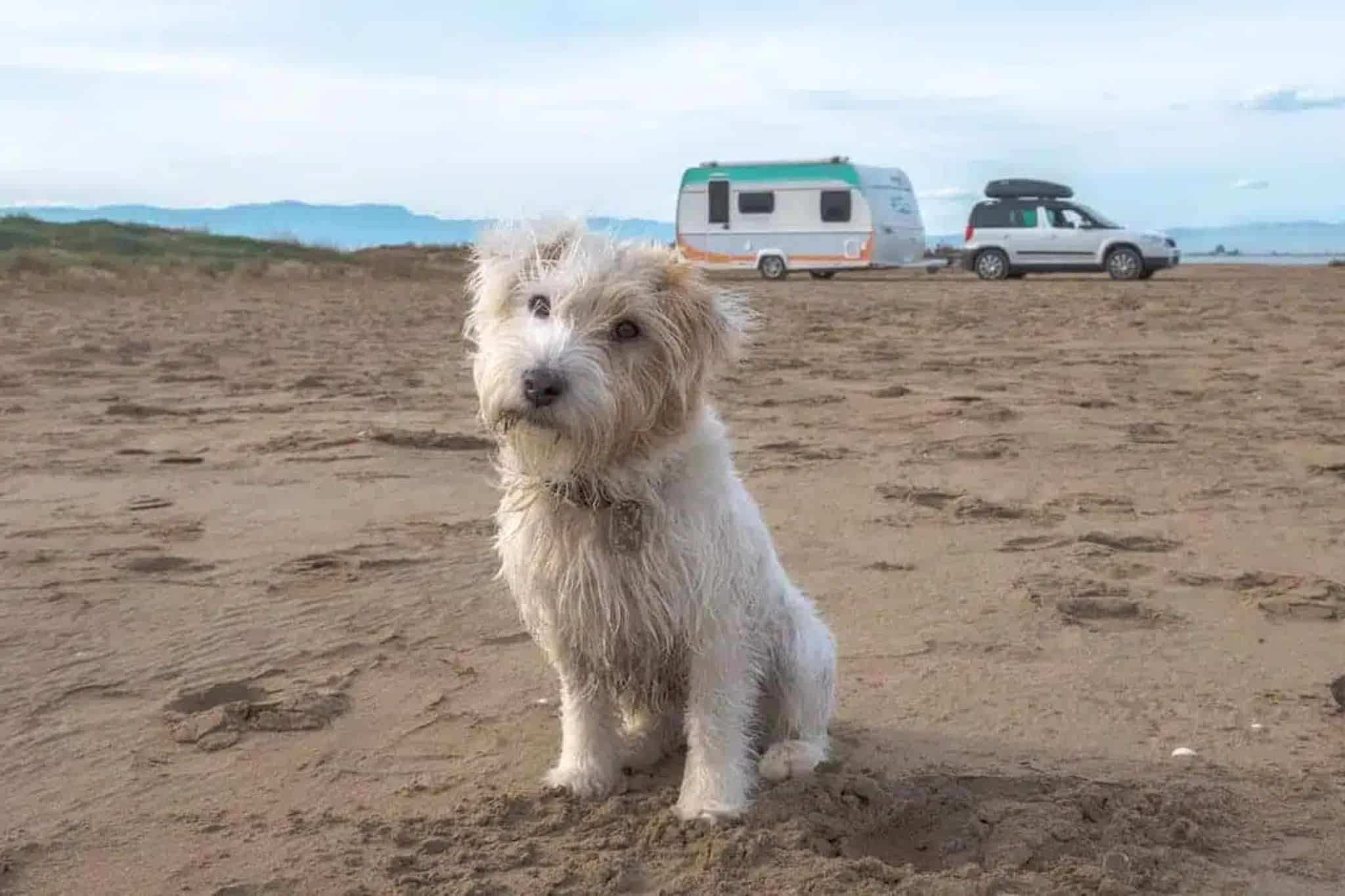 Campeggio con un cane: preparativi e lista di controllo