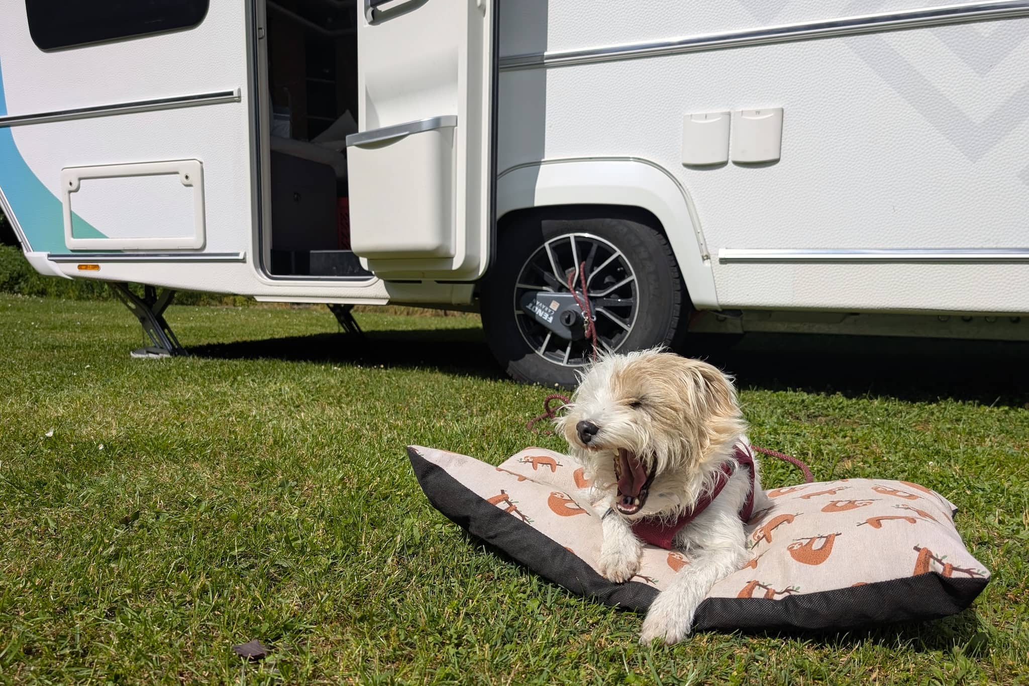 Vacanze in campeggio con i cani: cosa devi sapere prima di partire per l’estero